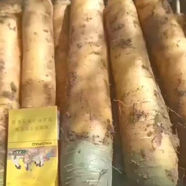 新鲜精品黄萝卜