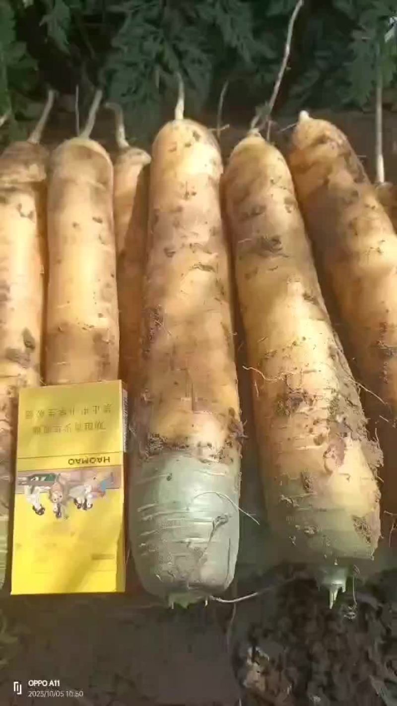 新鲜精品黄萝卜