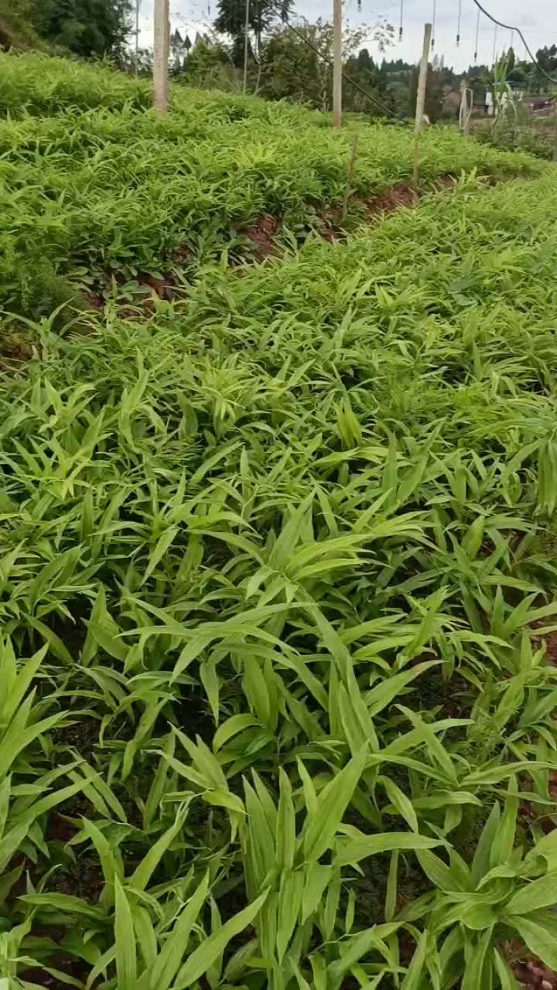 黄精苗