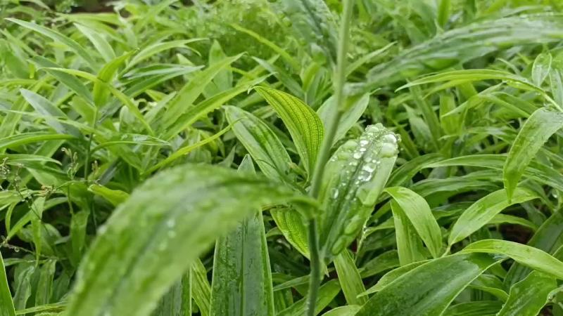 黄精苗