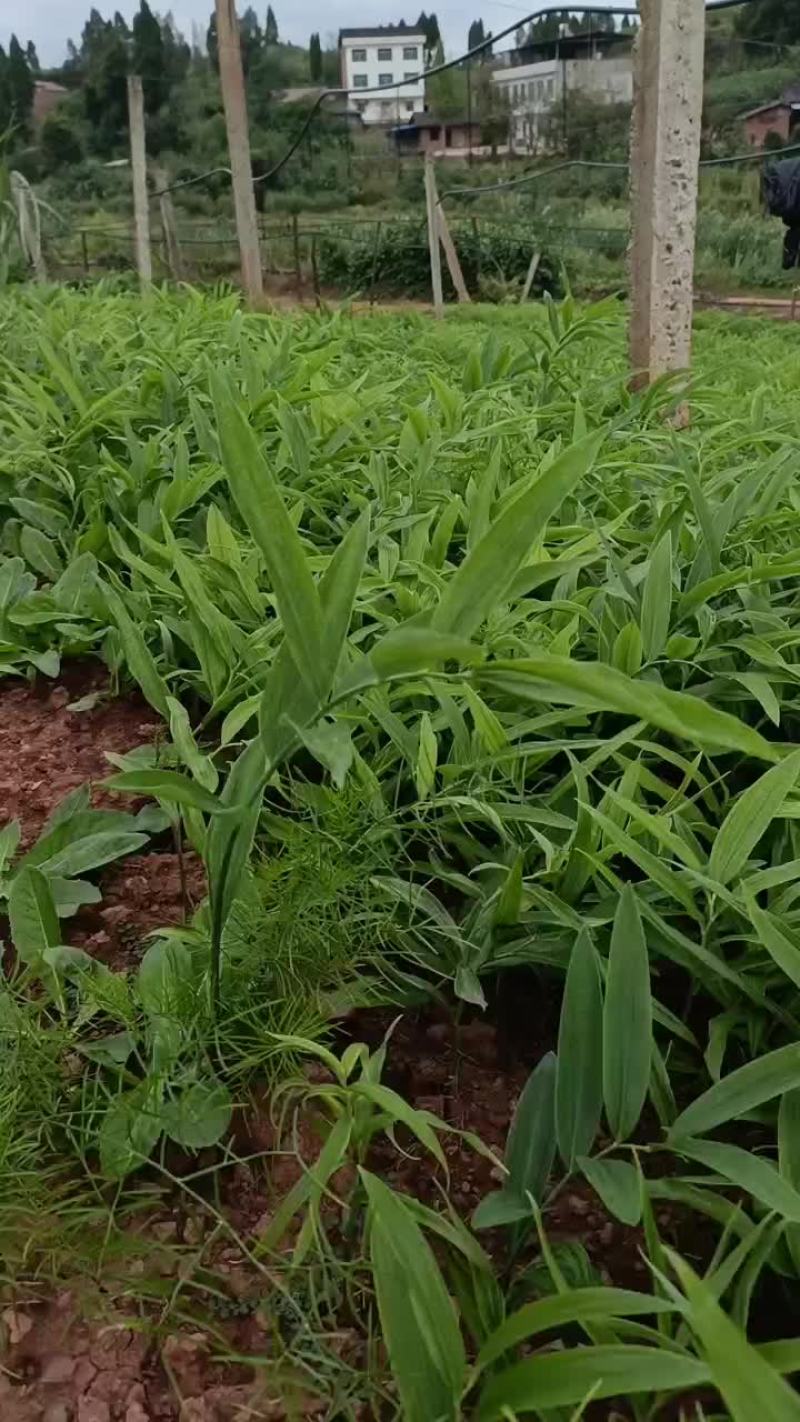 黄精苗