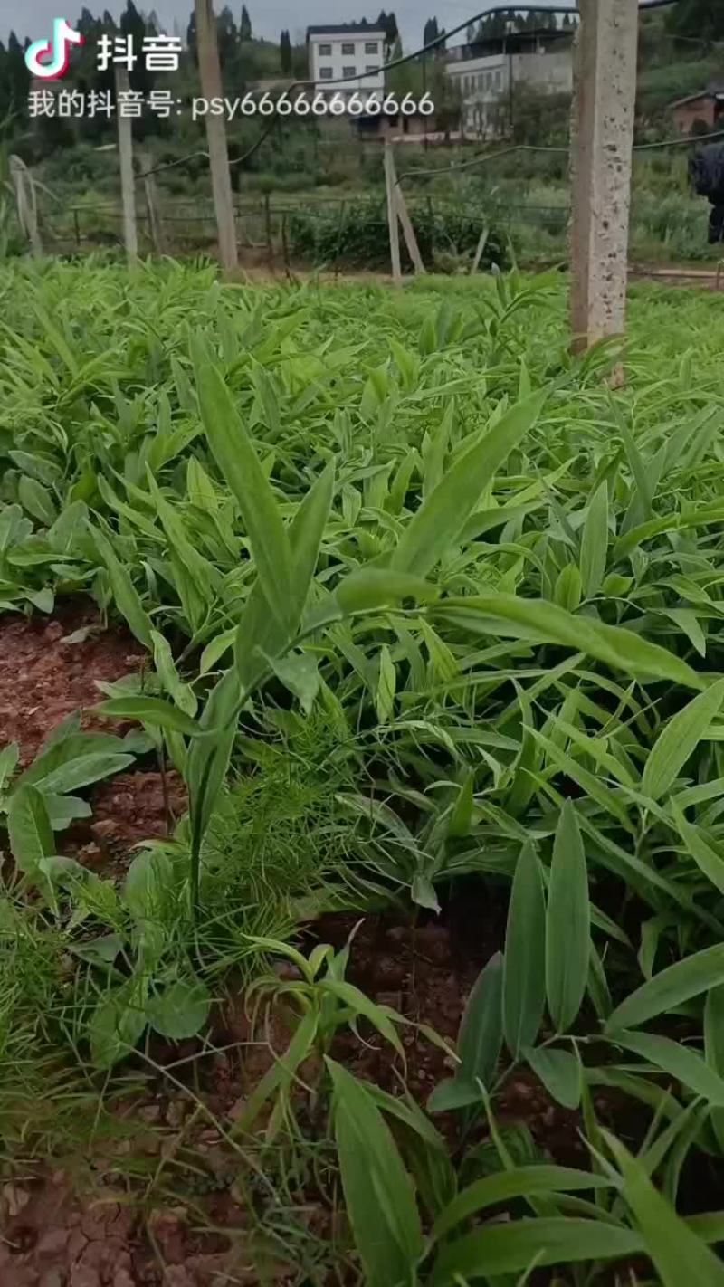 黄精苗