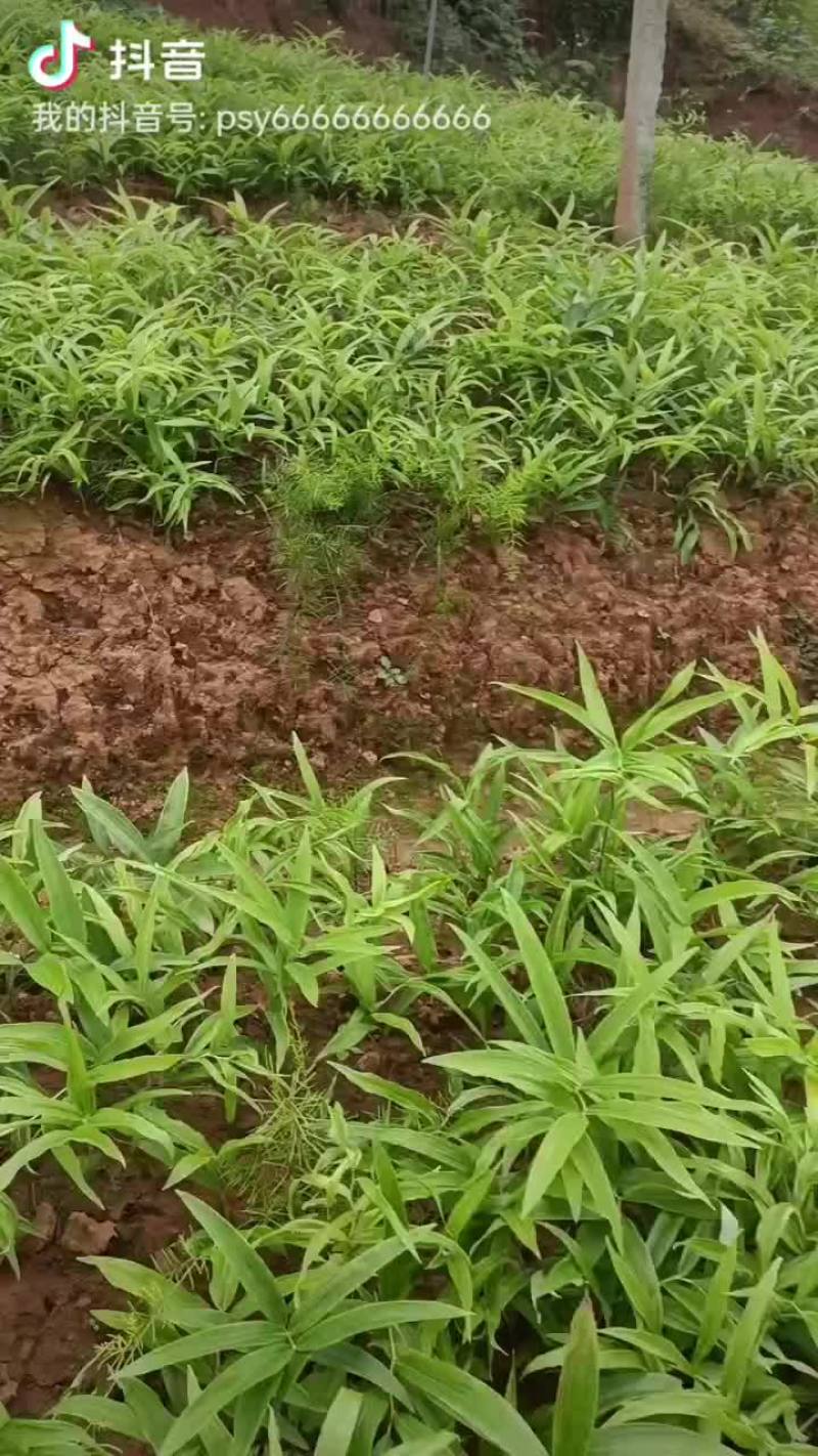黄精苗