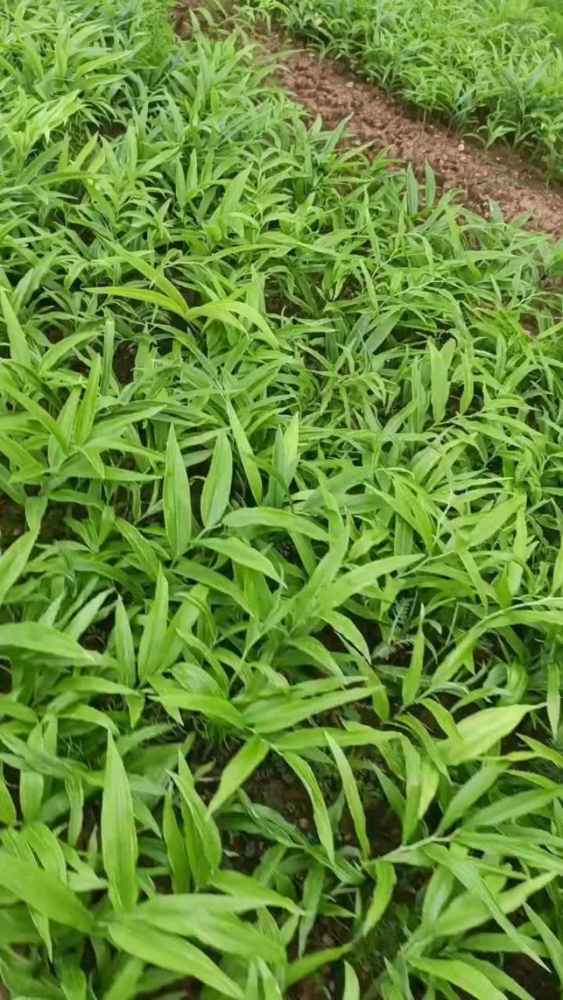 黄精苗