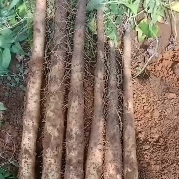 大量白鬼山药上市啦