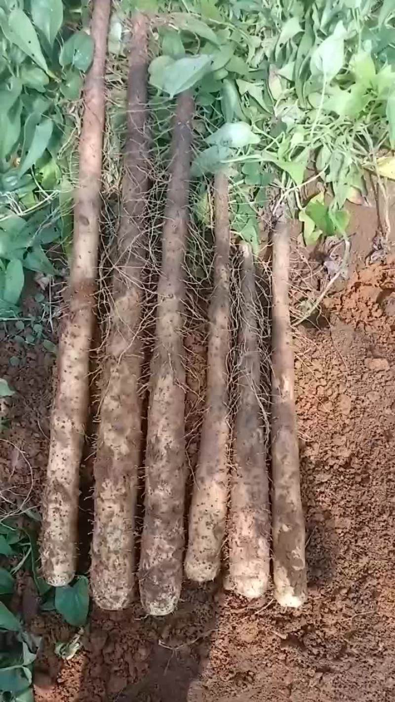 大量白鬼山药上市啦