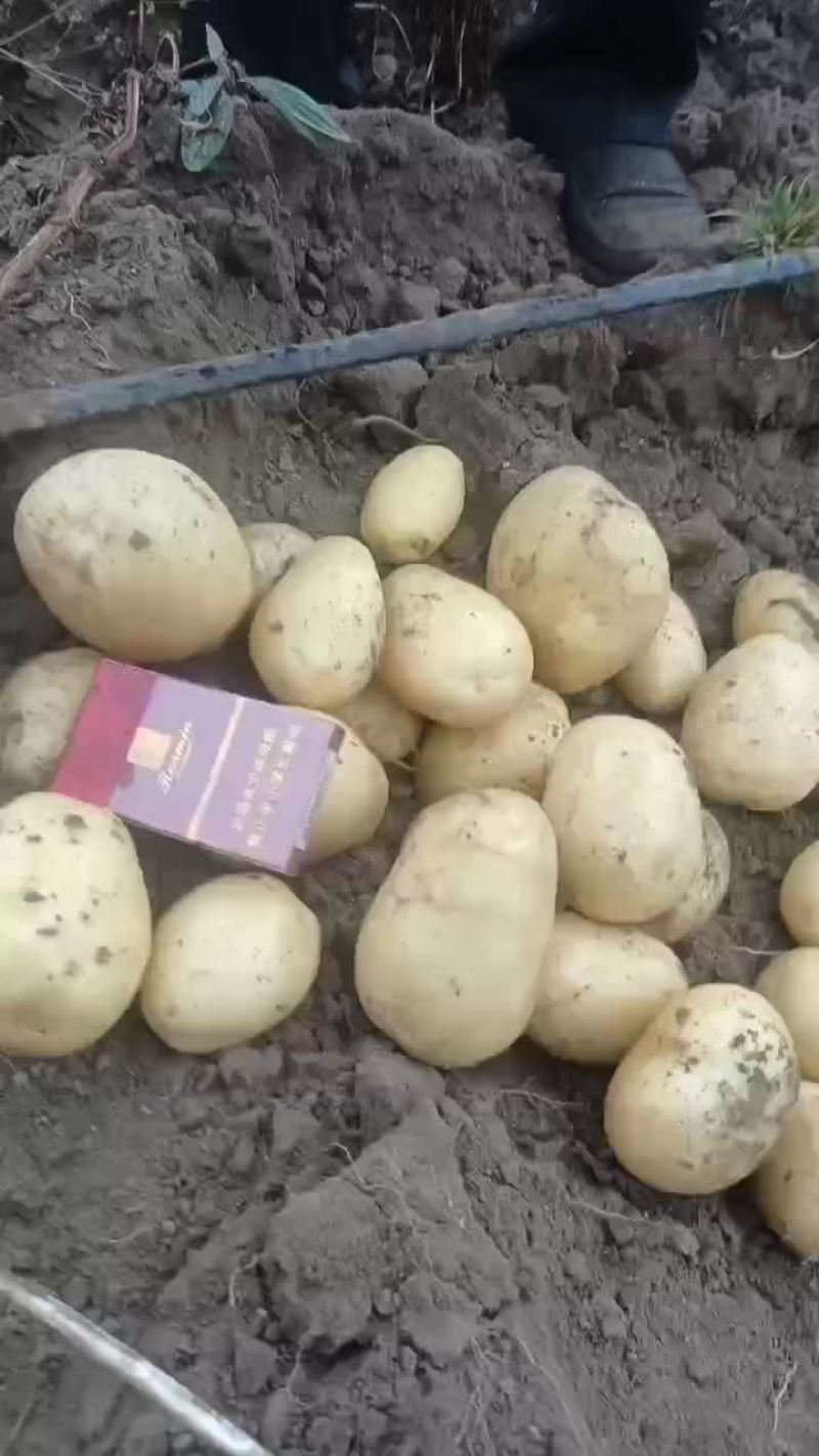 土豆大量有货