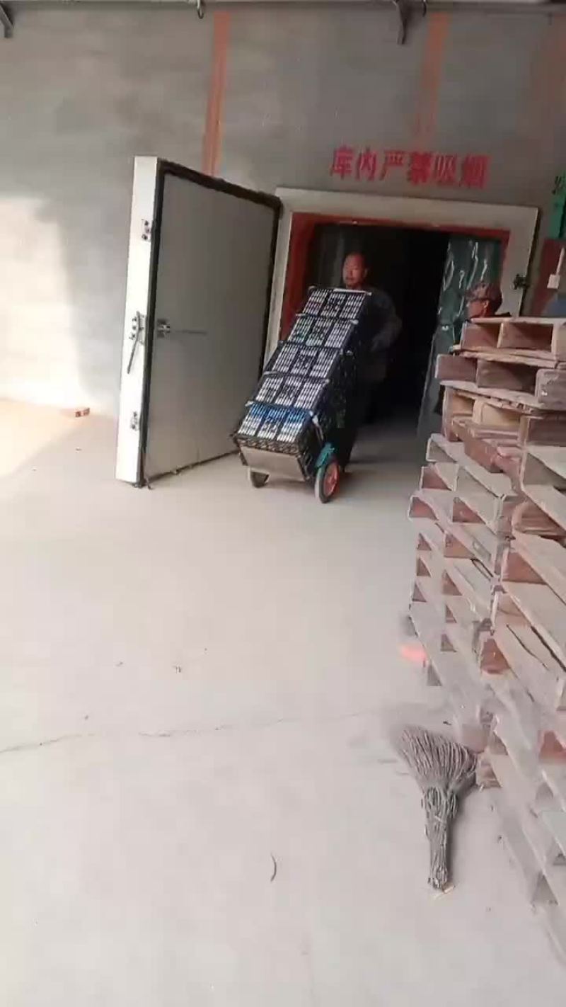 京白梨大量有货，电商超市市场