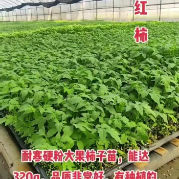 越冬大粉番茄苗，抗病能力强，产量高，量大从优