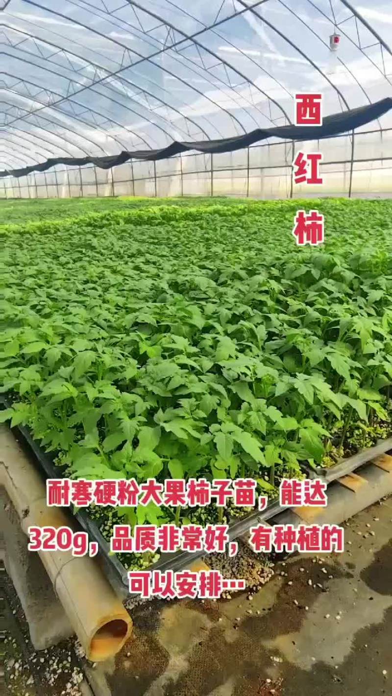 越冬大粉番茄苗，抗病能力强，产量高，量大从优