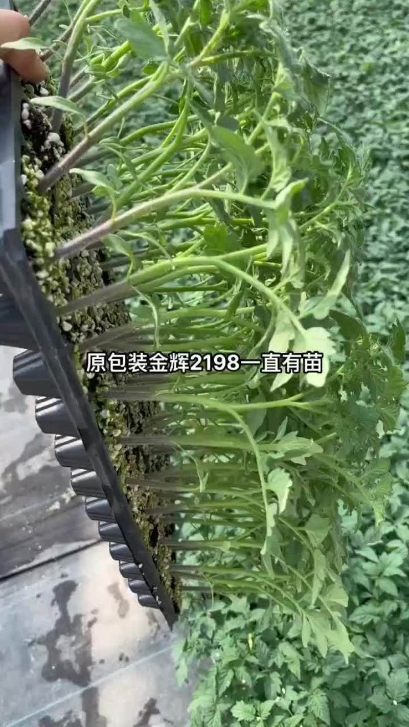 越冬大粉番茄苗，抗病能力强，产量高，量大从优