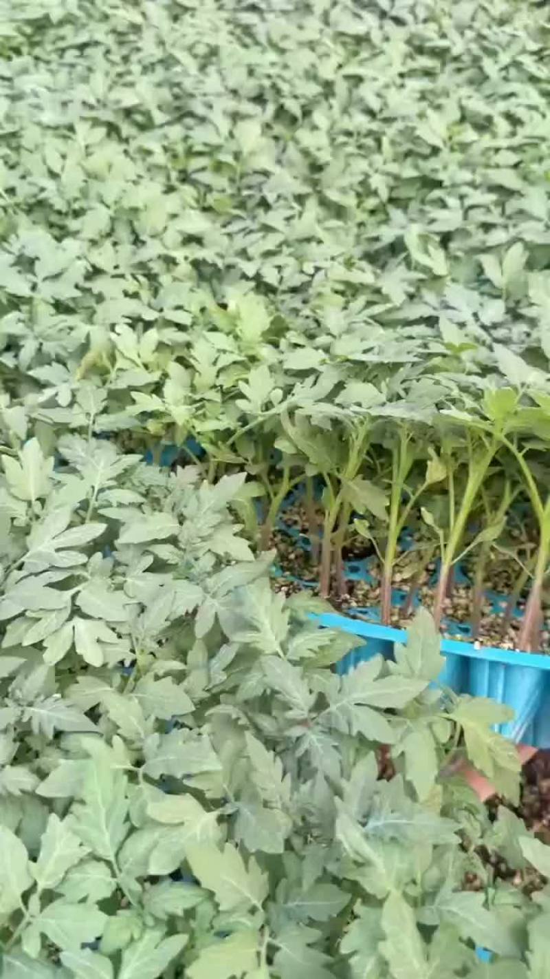越冬大粉番茄苗，抗病能力强，产量高，量大从优