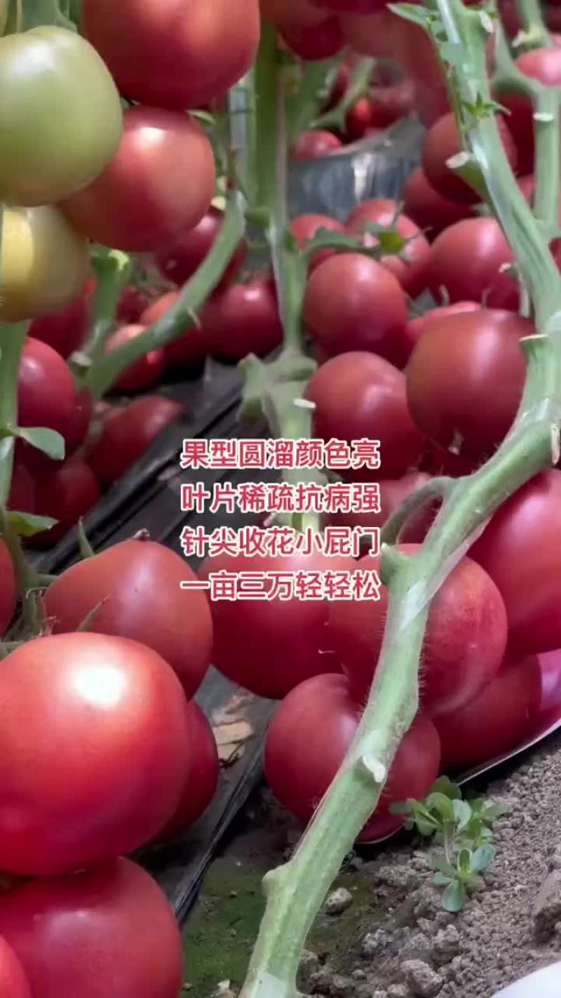 越冬大粉番茄苗，抗病能力强，产量高，量大从优