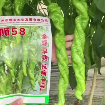 大果螺丝椒苗线椒苗泡椒苗朝天椒小米椒苗等