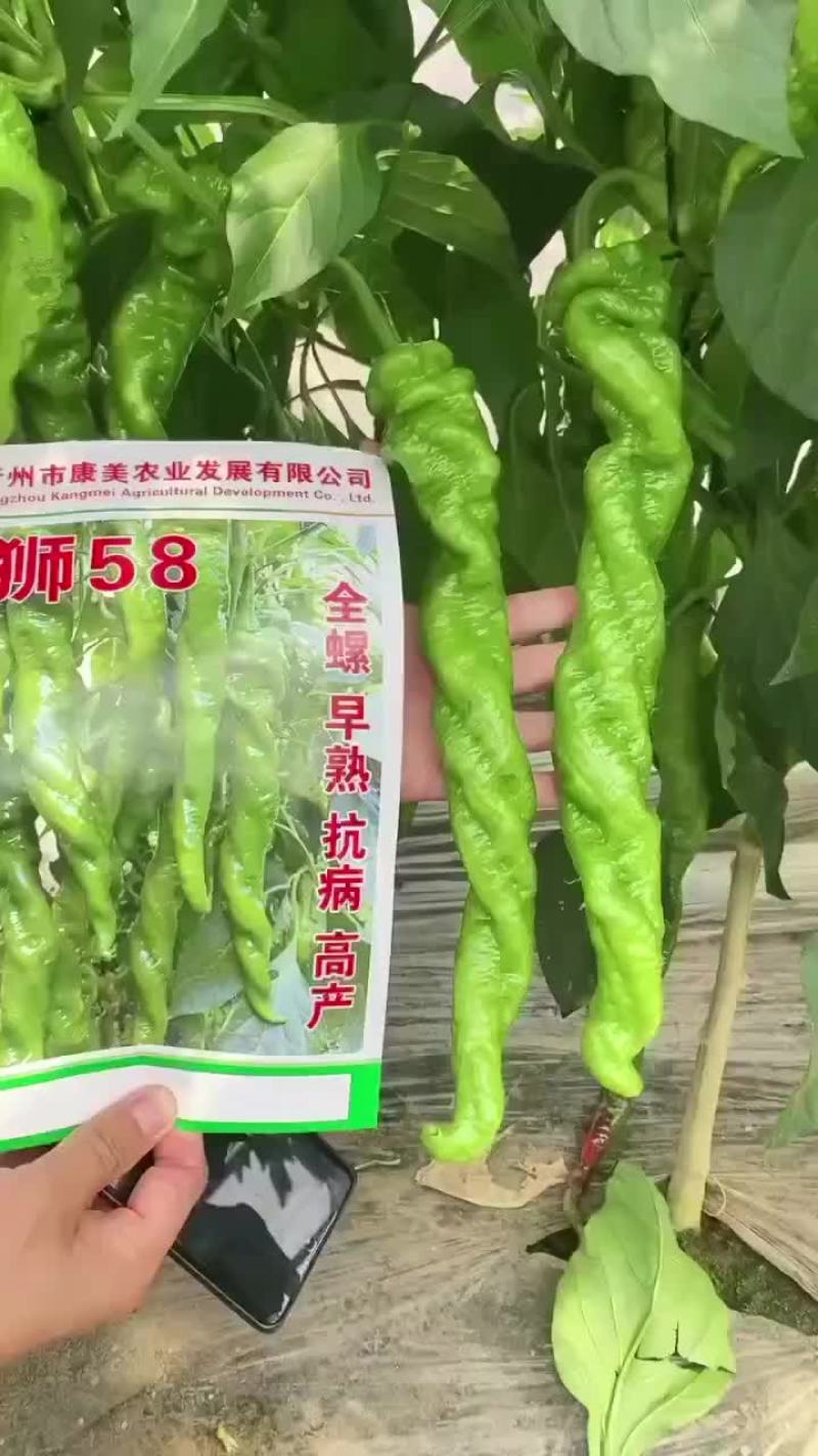 大果螺丝椒苗线椒苗泡椒苗朝天椒小米椒苗等