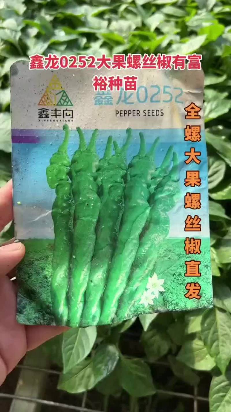 大果螺丝椒苗线椒苗泡椒苗朝天椒小米椒苗等