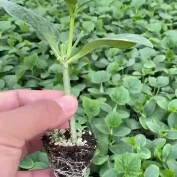 嫁接黄瓜苗越冬强磁油亮黄瓜苗抗寒品种，基地直发，量大从优