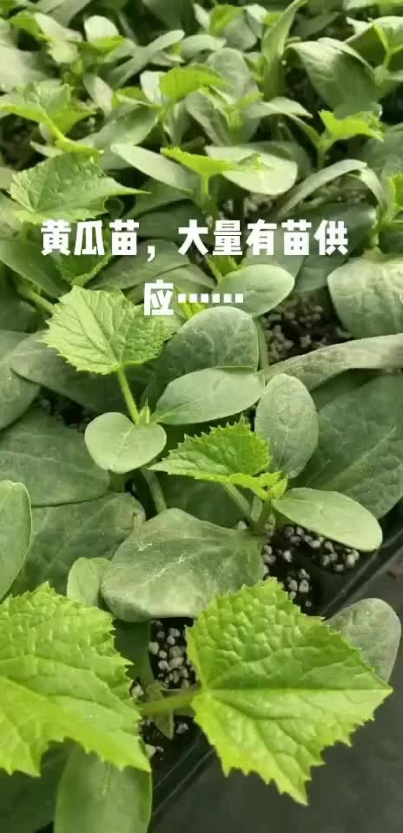 嫁接黄瓜苗越冬强磁油亮黄瓜苗抗寒品种，基地直发，量大从优