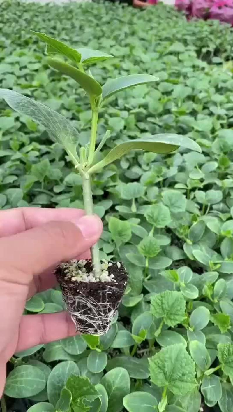 嫁接黄瓜苗越冬强磁油亮黄瓜苗抗寒品种，基地直发，量大从优