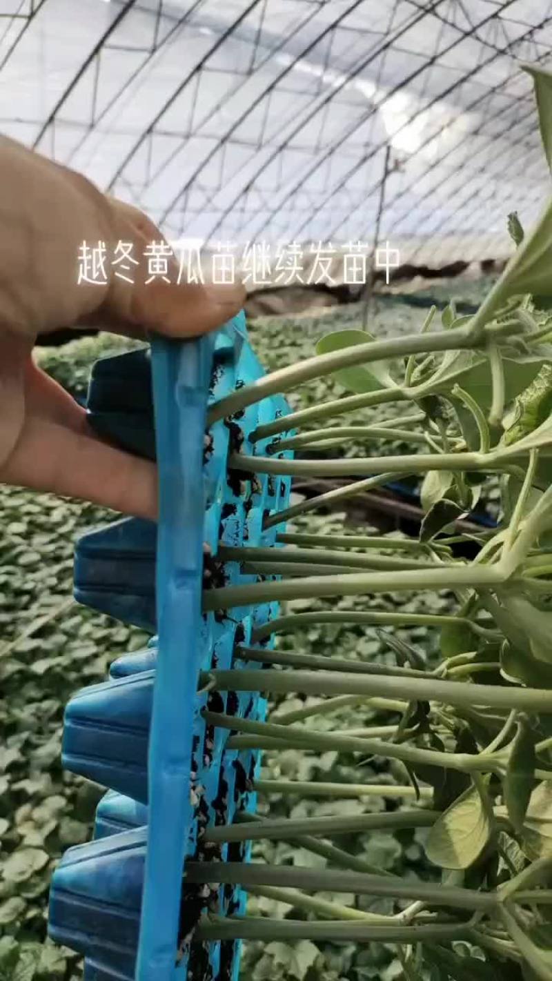 嫁接黄瓜苗越冬强磁油亮黄瓜苗抗寒品种，基地直发，量大从优