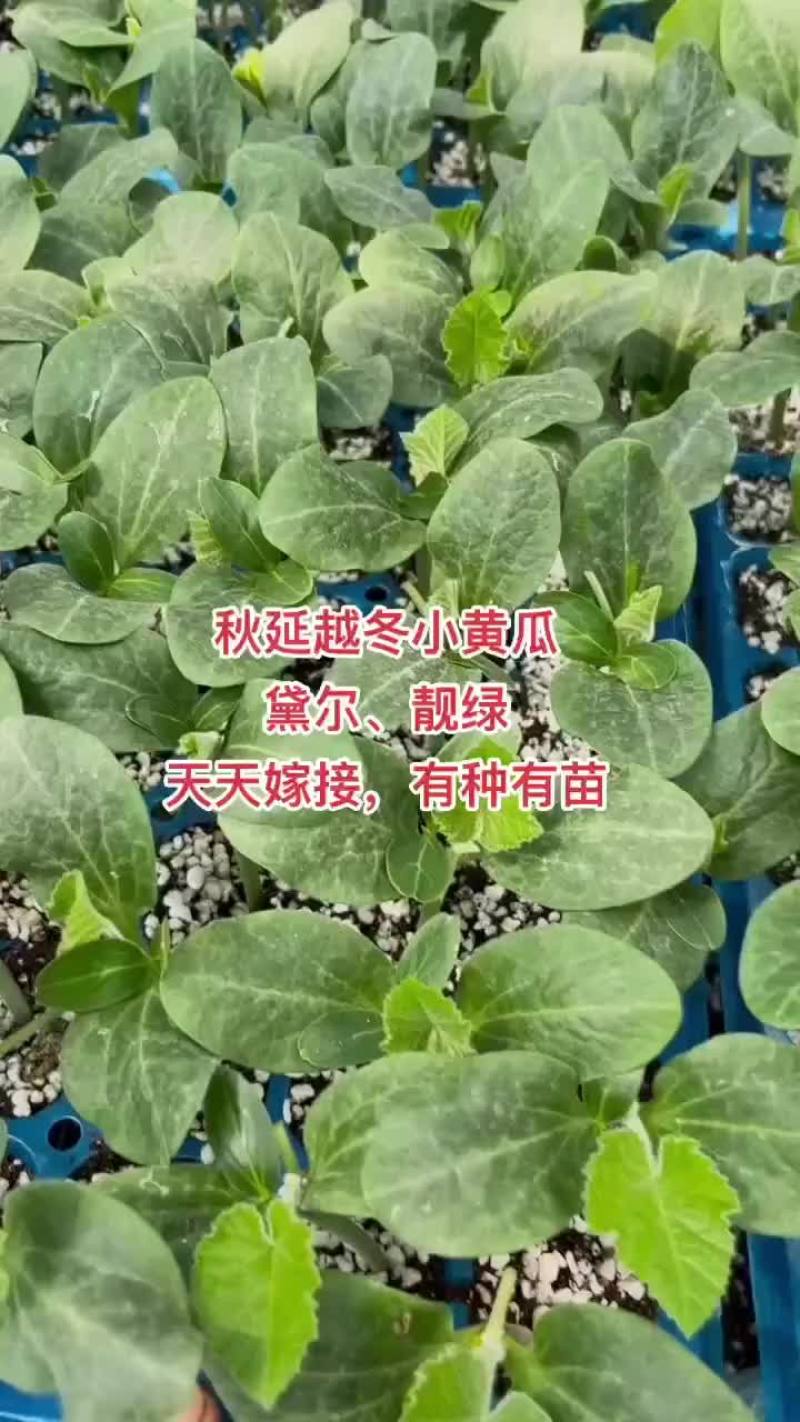 嫁接黄瓜苗越冬强磁油亮黄瓜苗抗寒品种，基地直发，量大从优