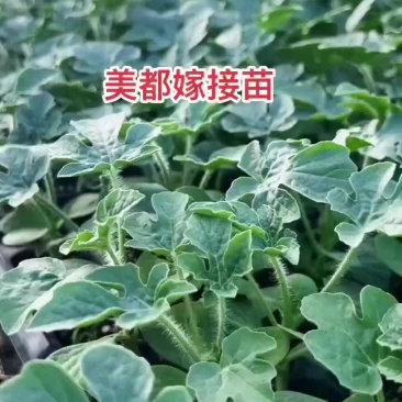 嫁接西瓜苗美都8424，品种齐全，支持预定
