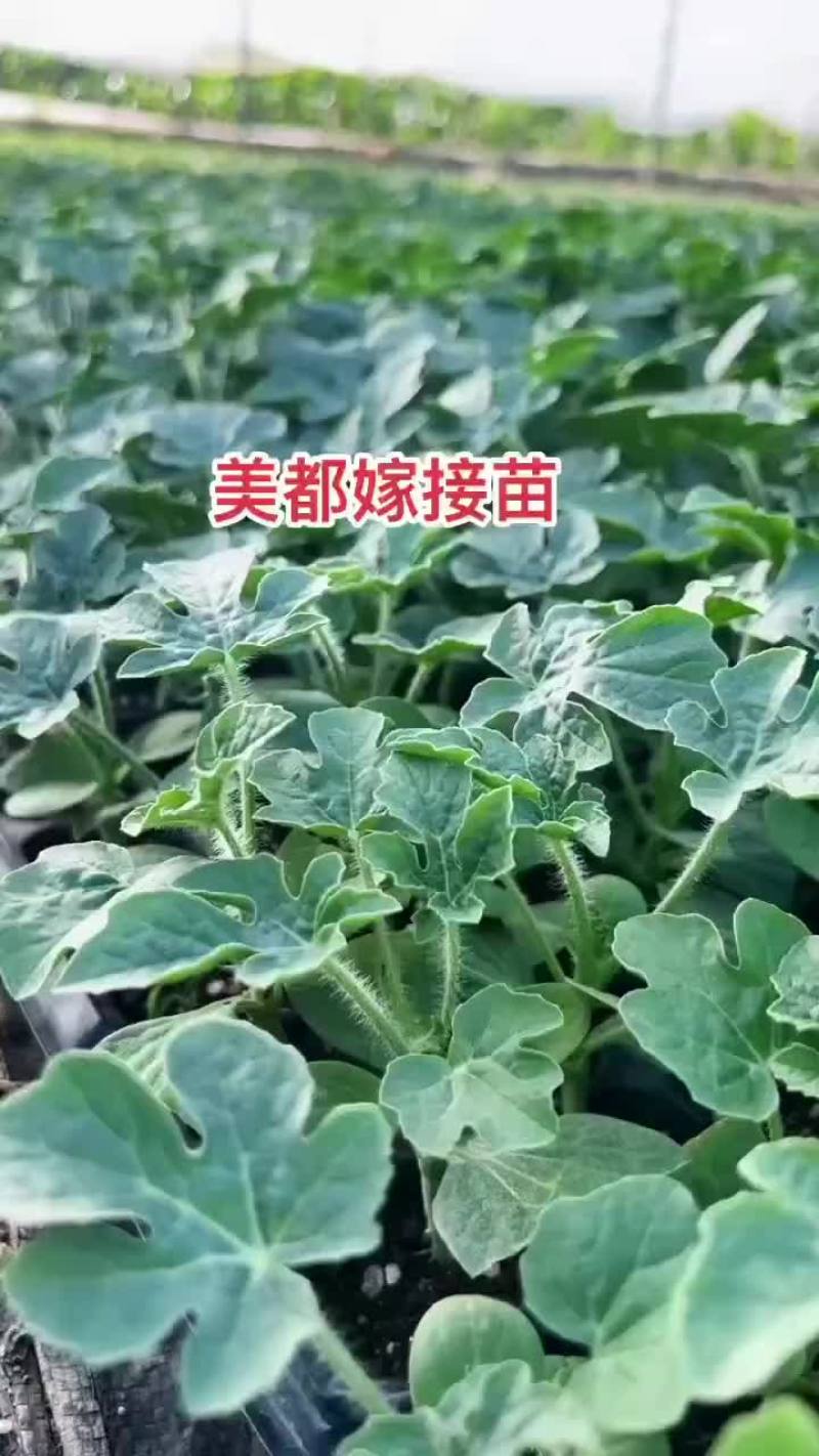 嫁接西瓜苗美都8424，品种齐全，支持预定
