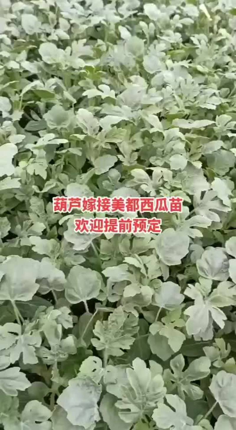 嫁接西瓜苗美都8424，品种齐全，支持预定