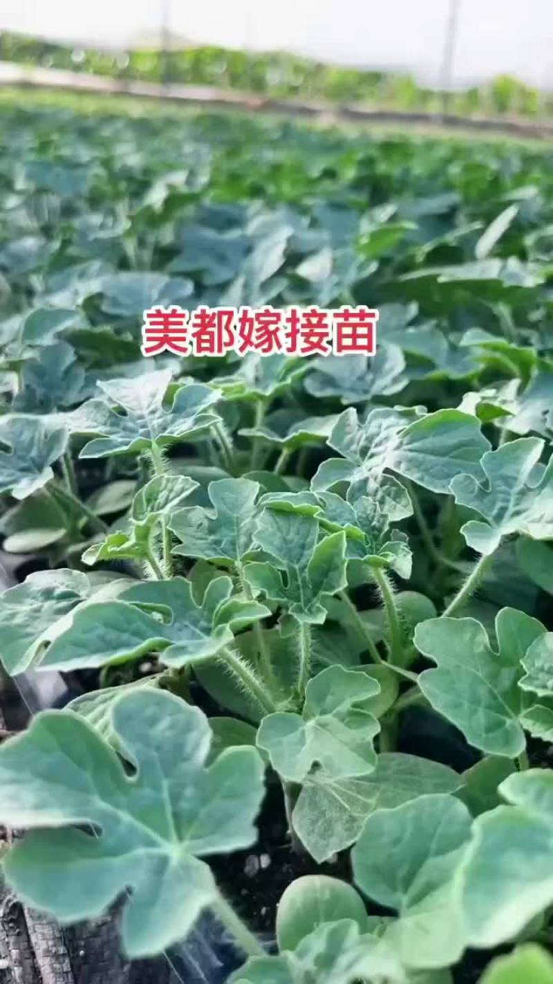 嫁接西瓜苗美都8424，品种齐全，支持预定