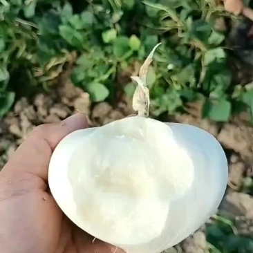 豆薯凉薯地瓜看货论价保质保量欢迎订购支持发货