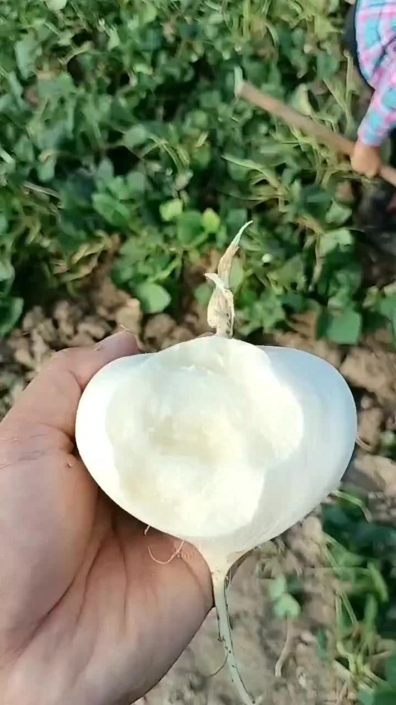 豆薯凉薯地瓜看货论价保质保量欢迎订购支持发货