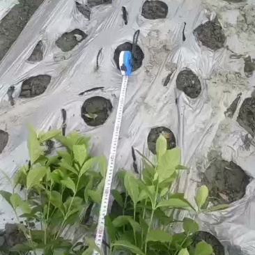 16杯栀子花