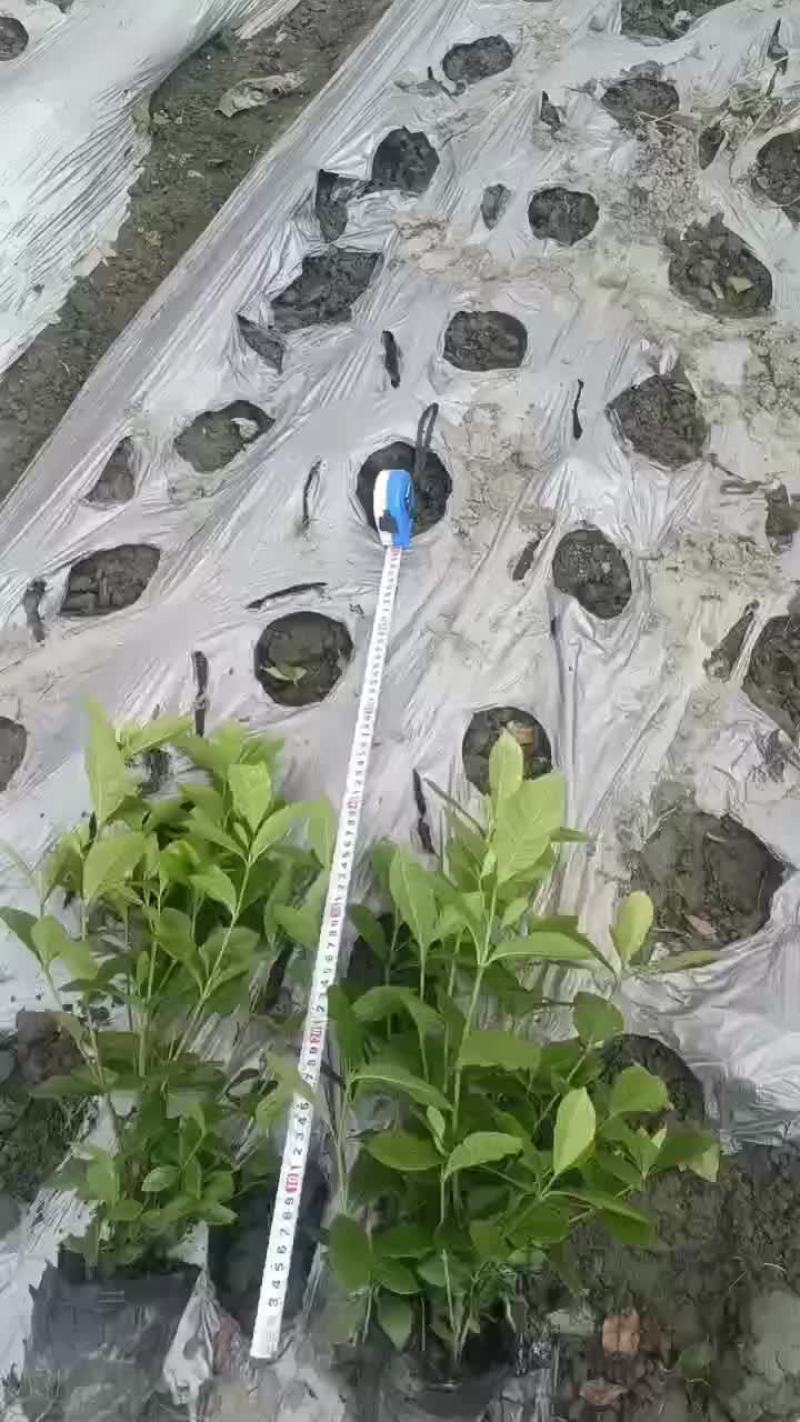 16杯栀子花