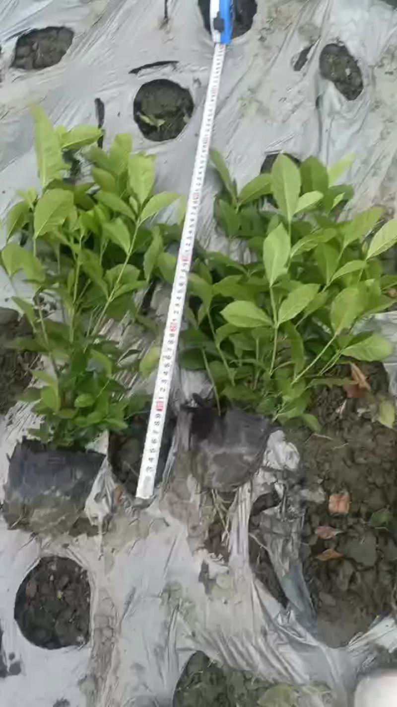 16杯栀子花