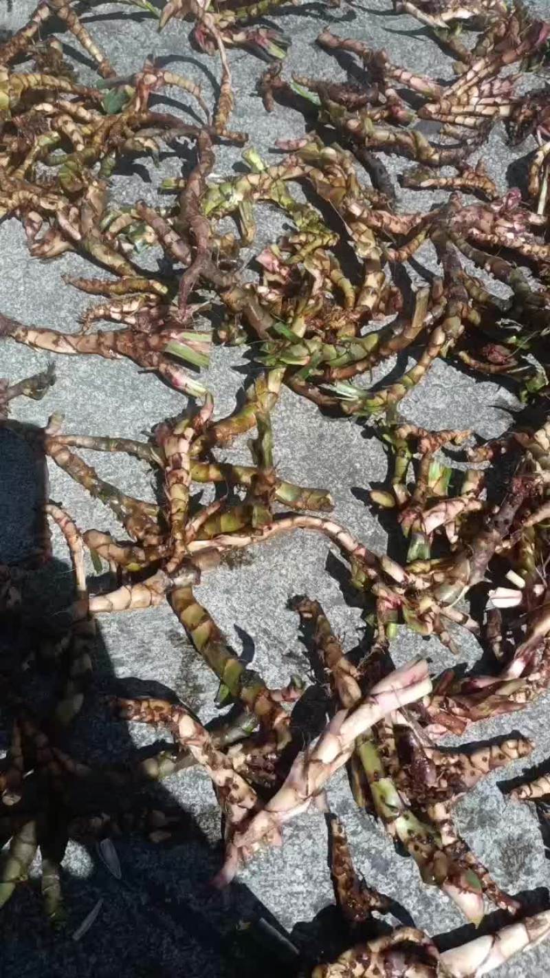 石菖蒲