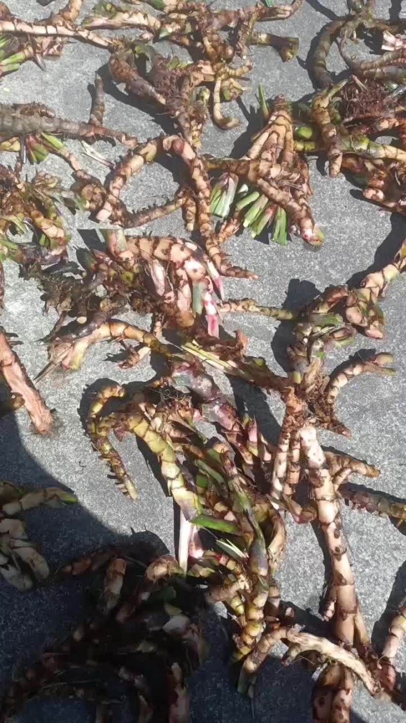 石菖蒲