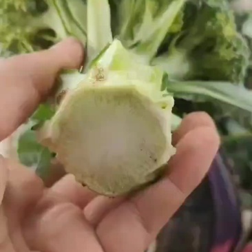 产地直供，优质西兰花，保质保量