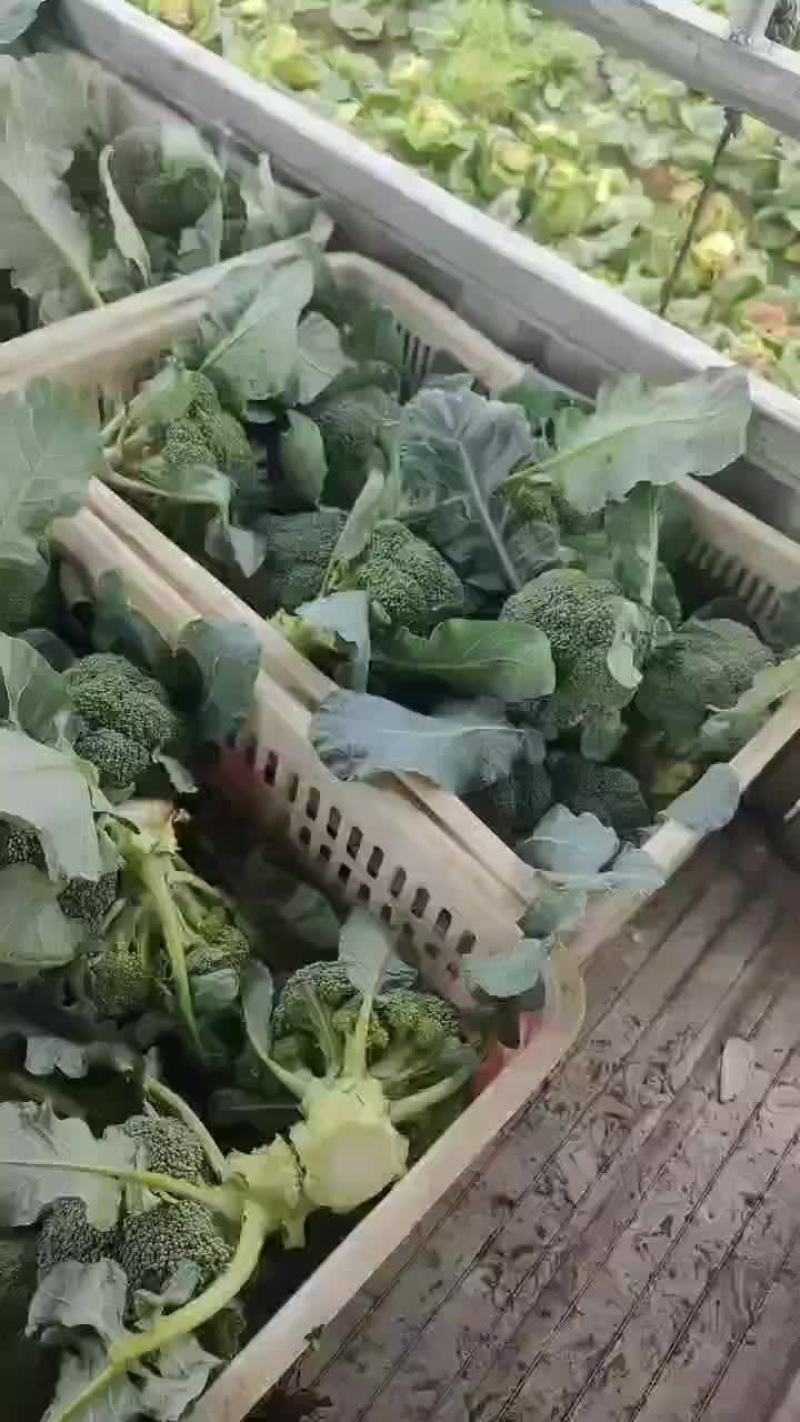 产地直供，优质西兰花，保质保量