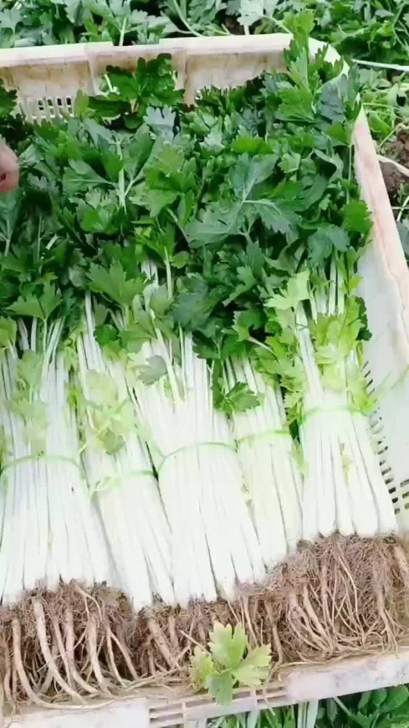 白芹菜
