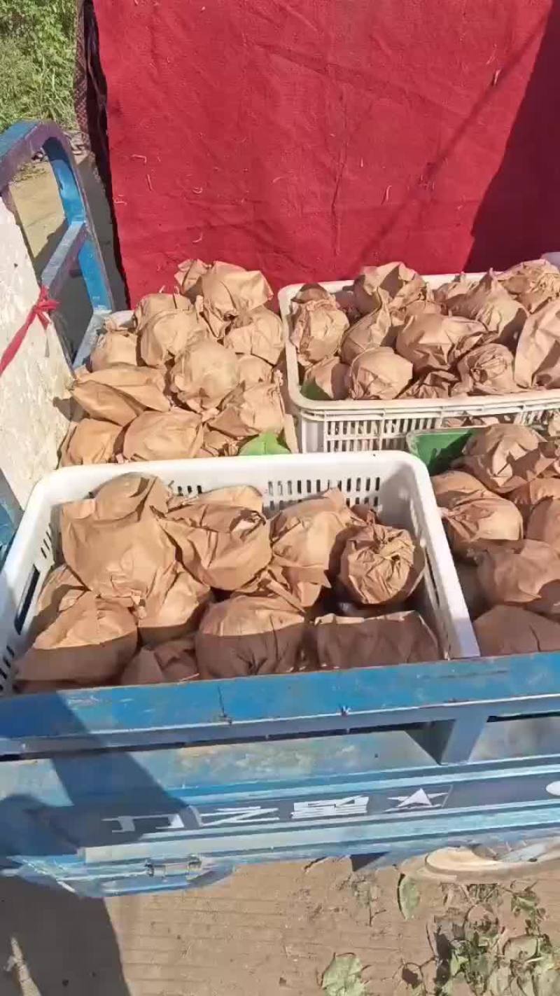 晚秋黄梨