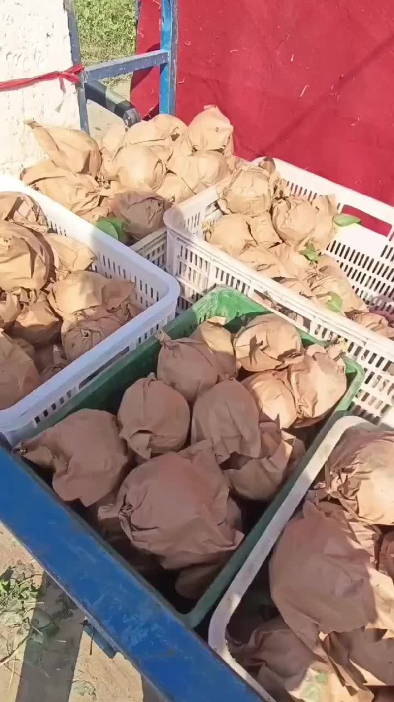 晚秋黄梨