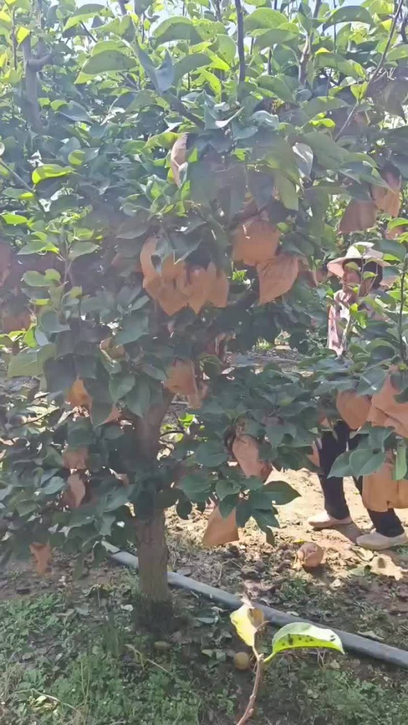 晚秋黄梨