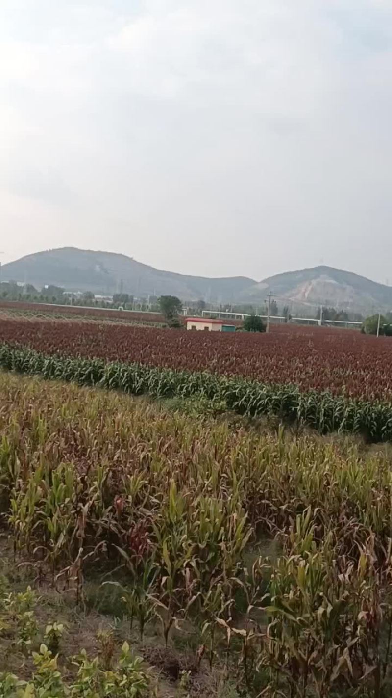 卖高梁