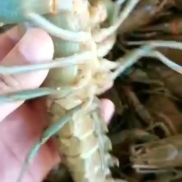 澳洲淡水龙虾