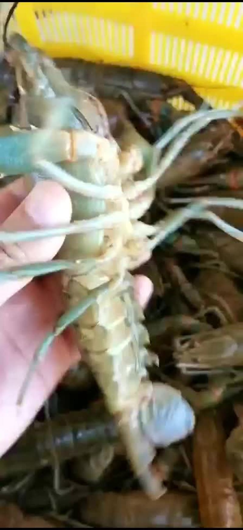 澳洲淡水龙虾
