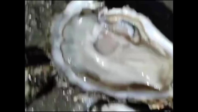 生蚝