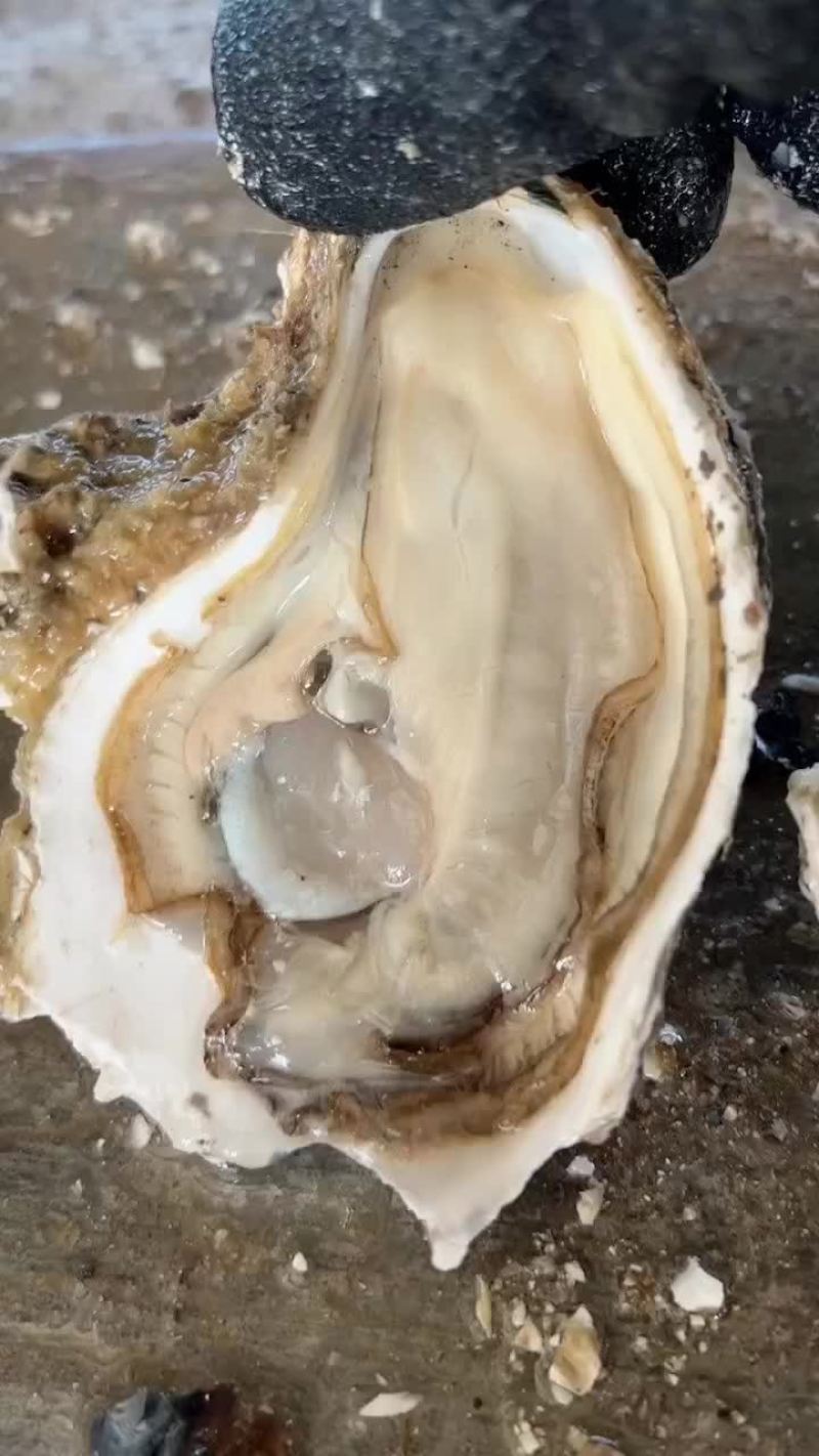 生蚝