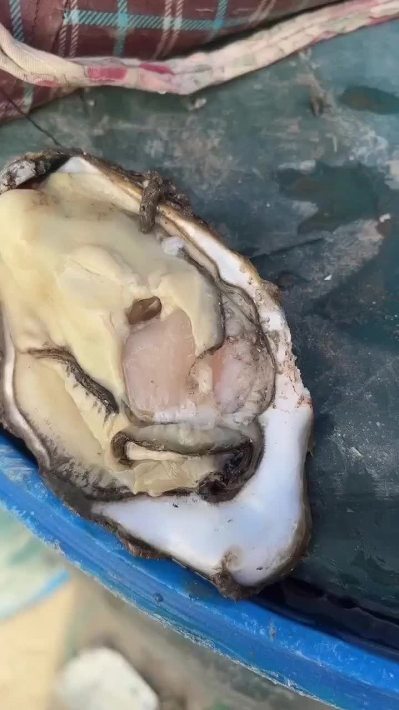 生蚝