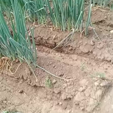 铁杆葱