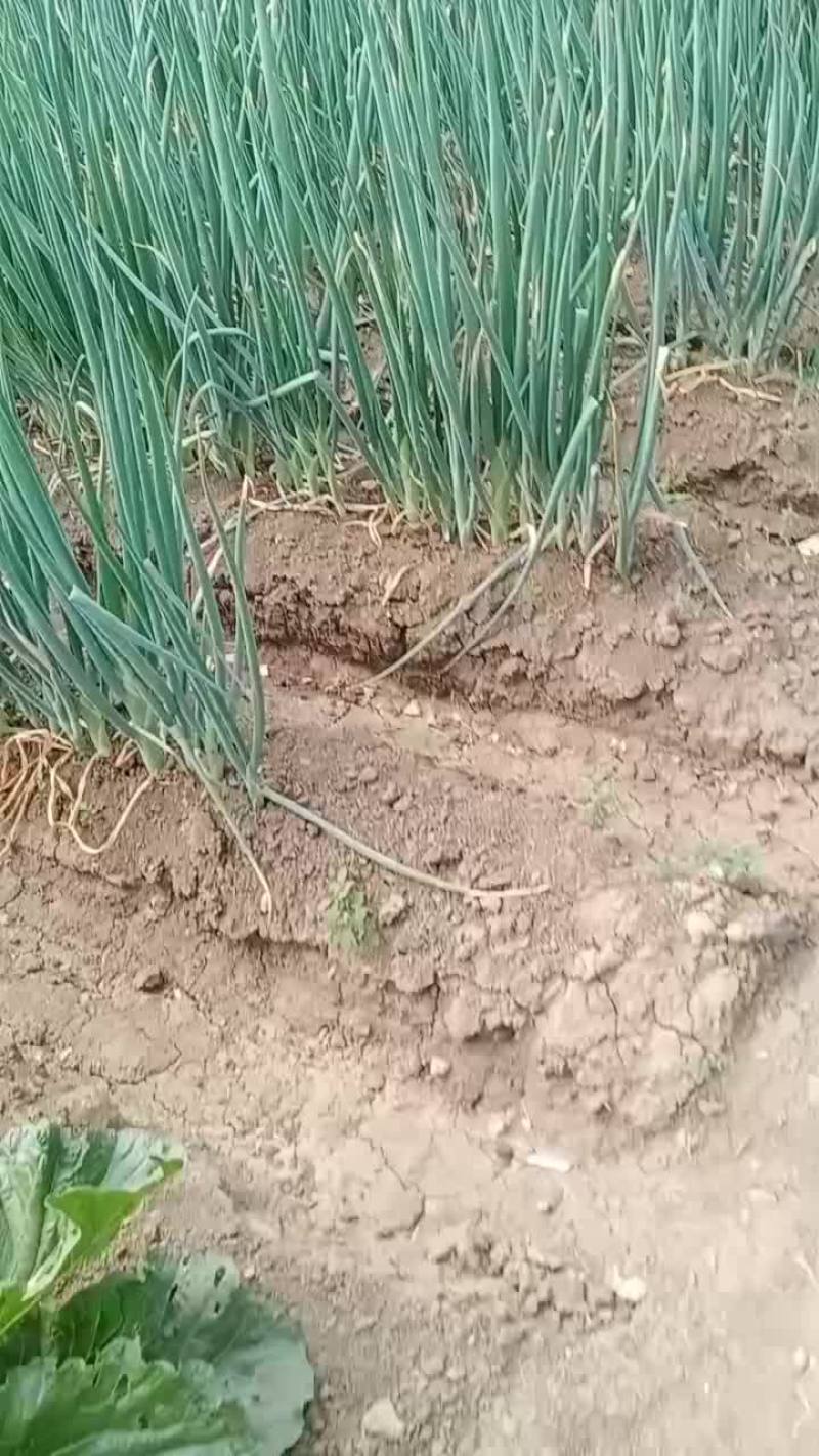 铁杆葱
